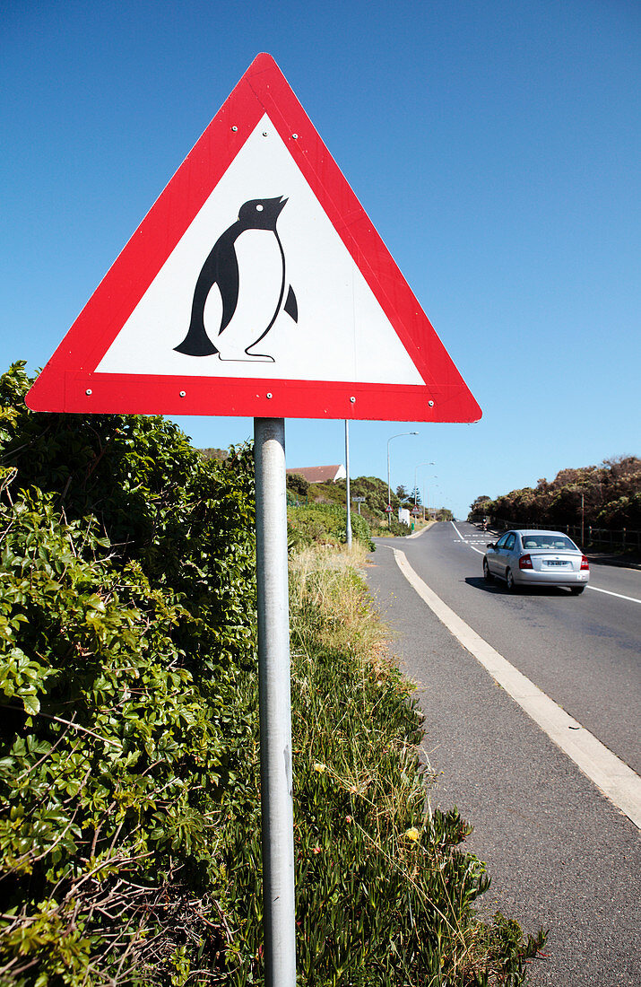Road sign warning of penguins, South Africa