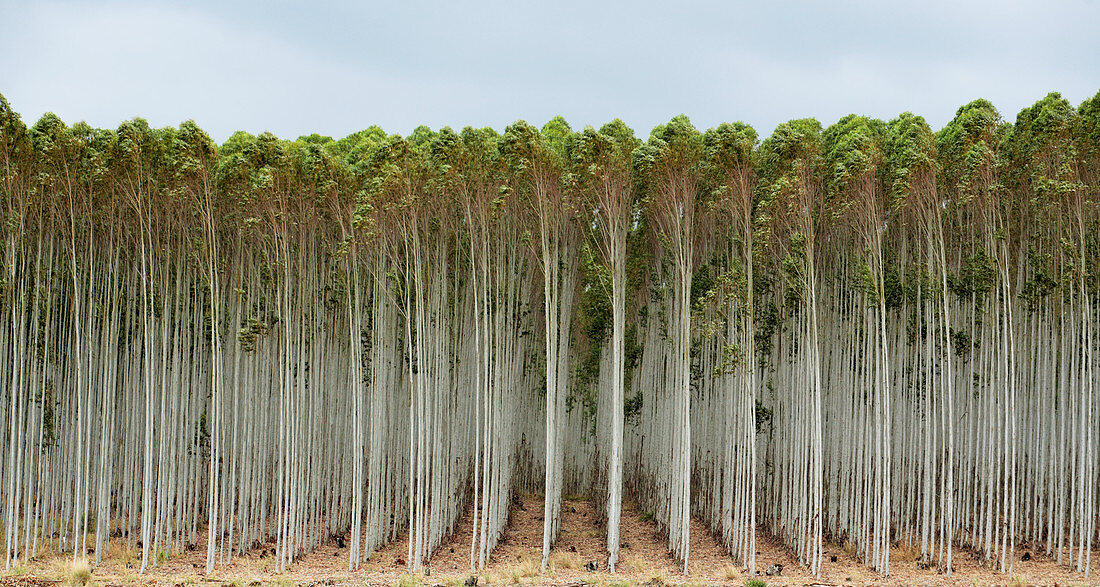 Blue gum tree plantation