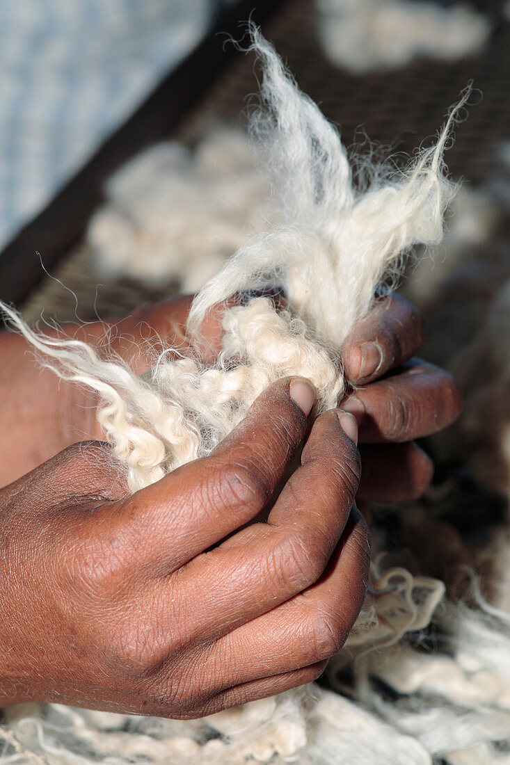 Mohair being sorted