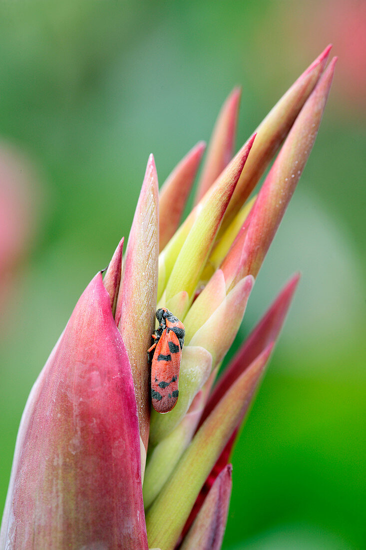 Red-spotted spittle bug on a canna lily (Canna sp.)