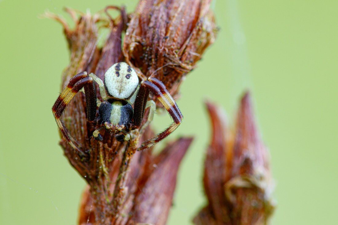 Crab spider