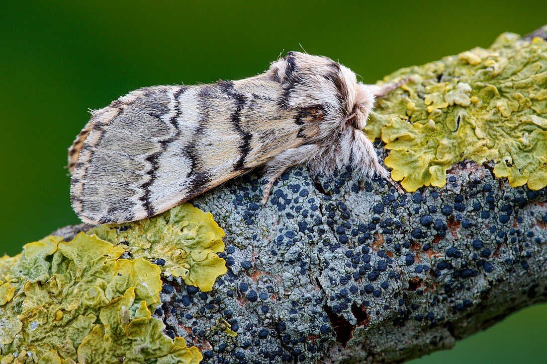 Lunar marbled brown moth