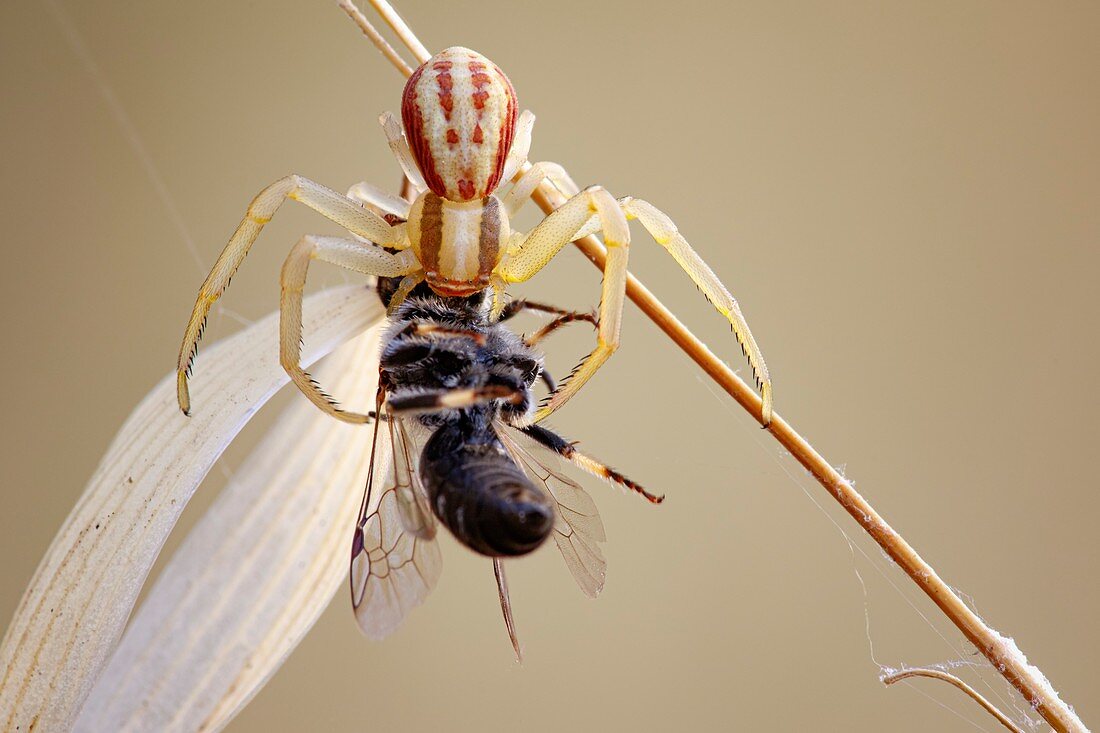 Crab spider