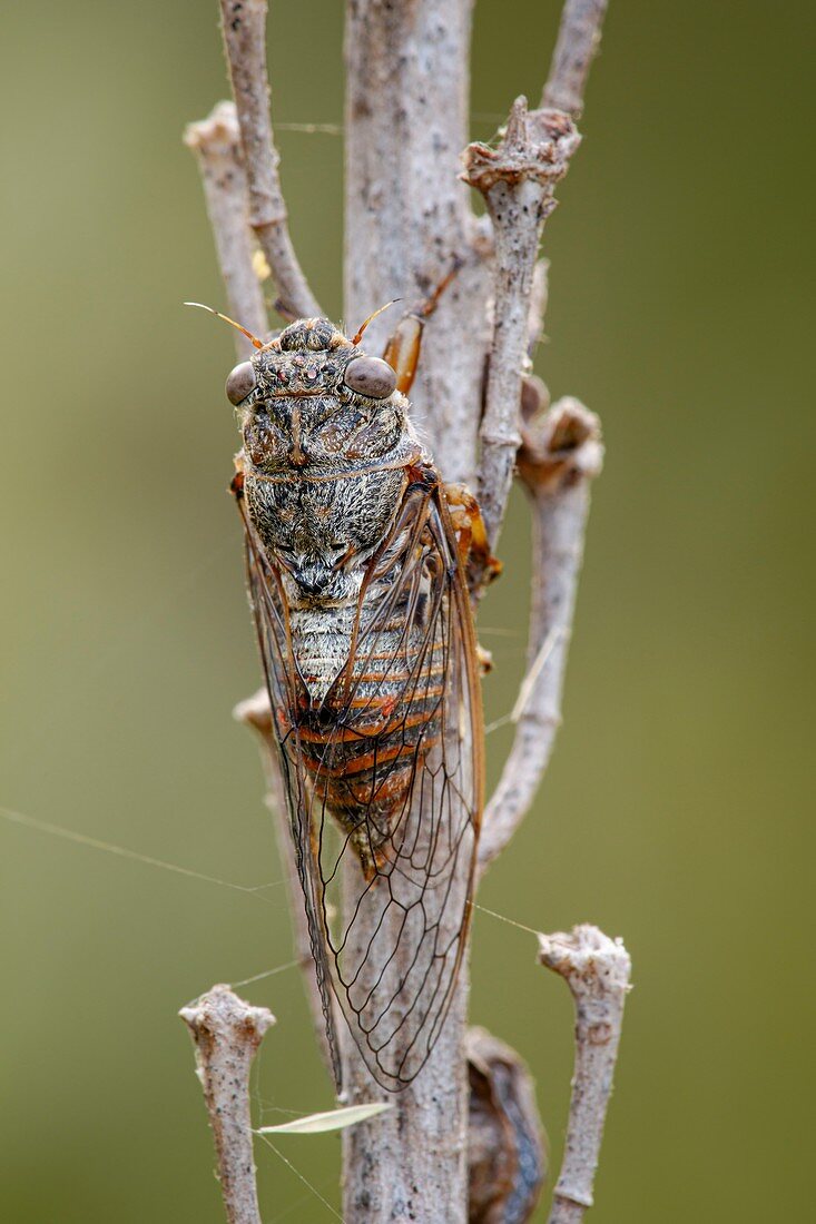 Cicada