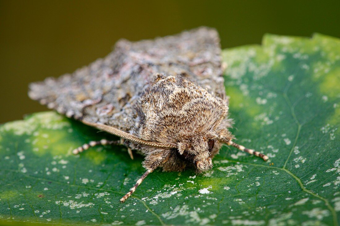 Feathered ranunculus moth