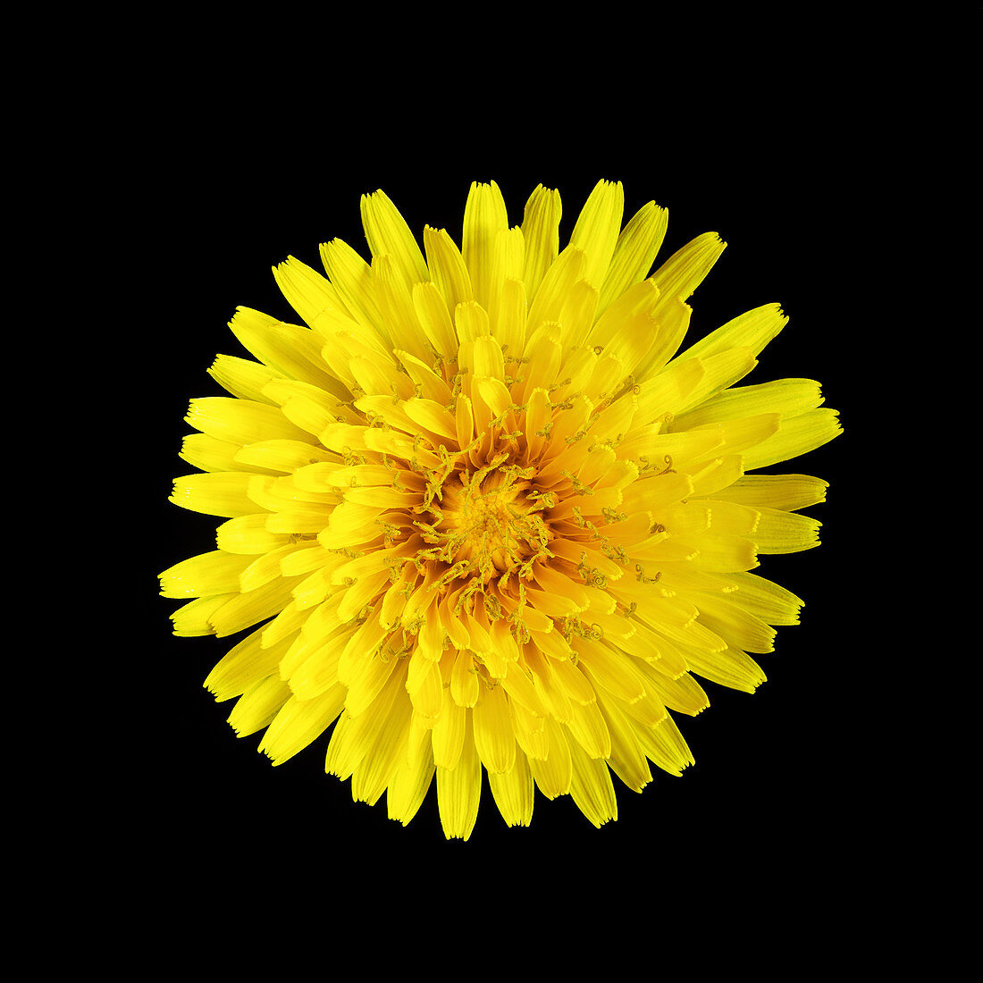 Dandelion (Taraxacum officinale) flower