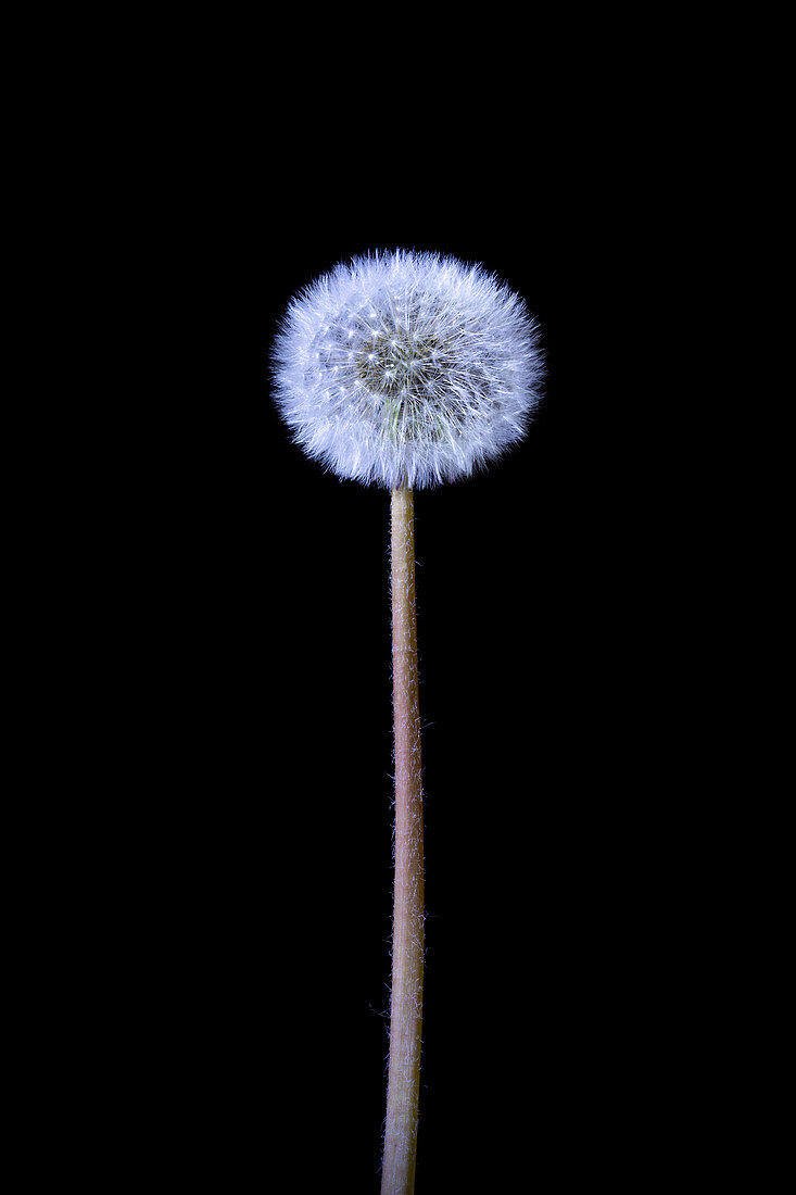 Dandelion (Taraxacum officinale) puffballs