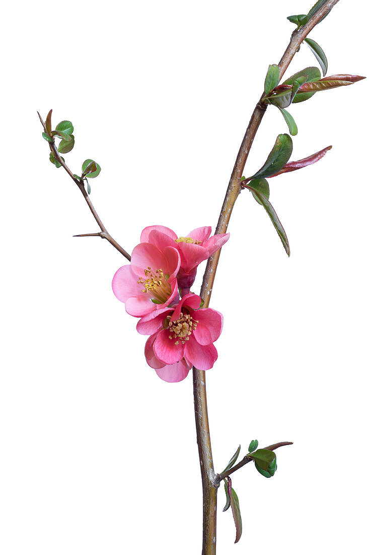 Chinese quince (Chaenomeles speciosa) flowers