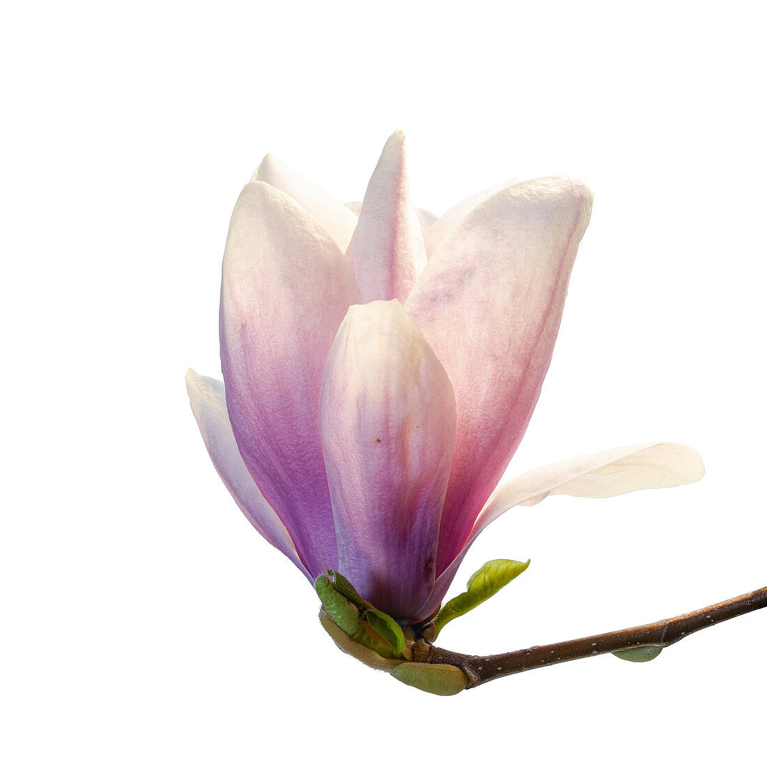 Saucer magnolia (Magnolia Ã? soulangeana) flower