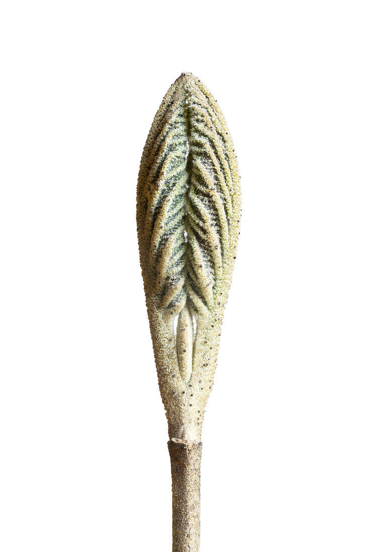 Wayfarer (Viburnum lantana) leaf bud