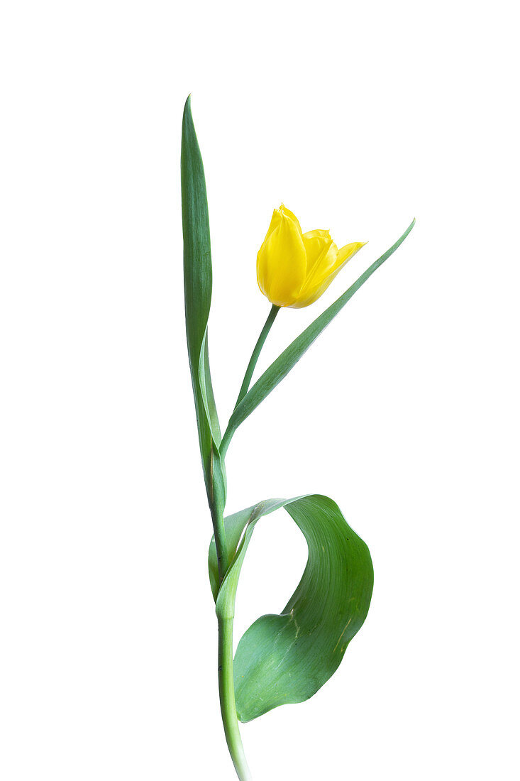 Woodland tulip (Tulipa sylvestris)