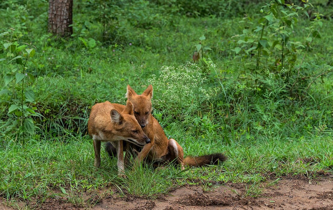 Female and male Indian wild dogs