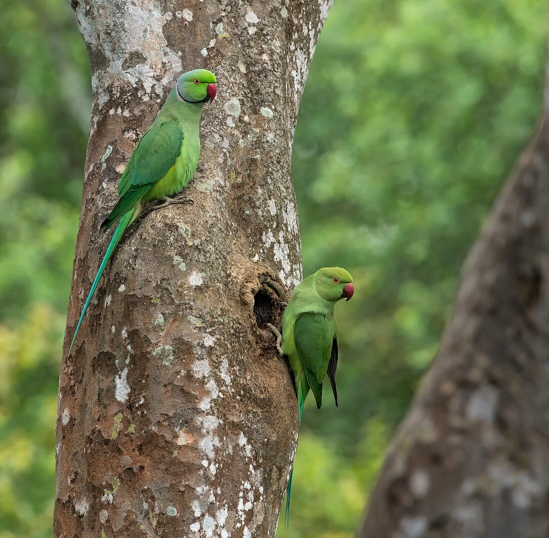 Ring-necked parakeets