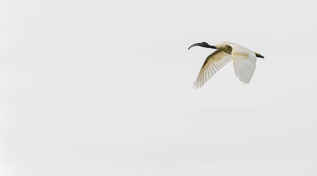 Black-headed ibis, Karnataka, India