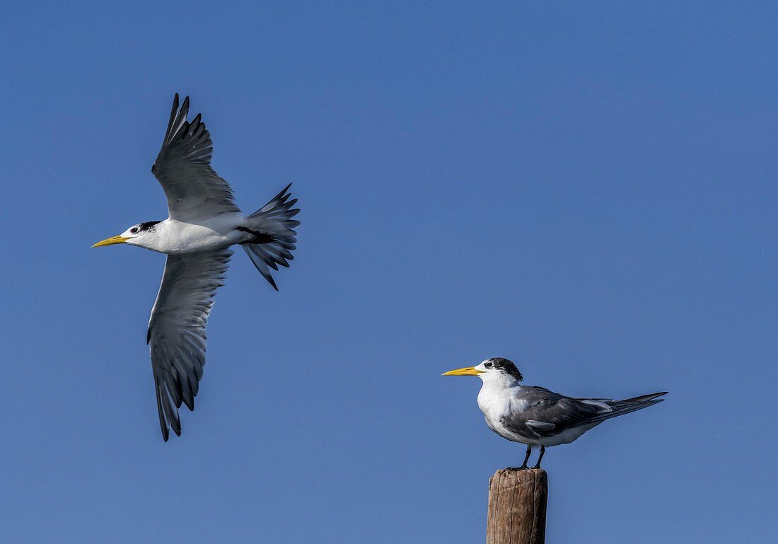 Lesser crested terns