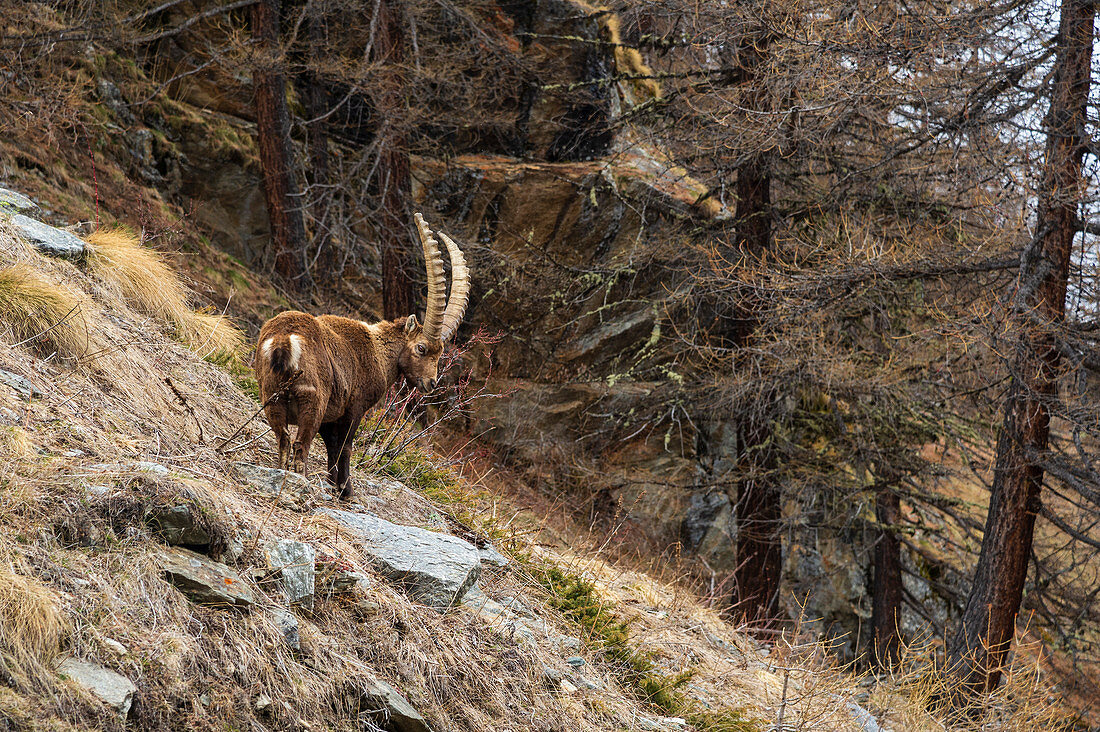 Alpine ibex, Italy