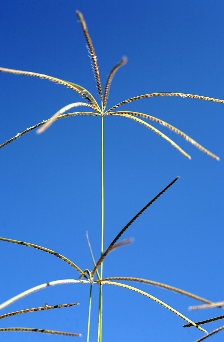 Rhodes grass (Chloris gayana)