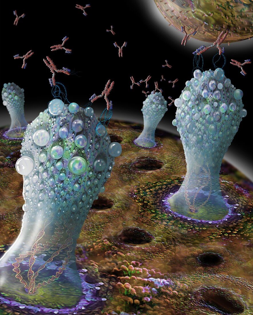 Antibodies responding to infection, illustration