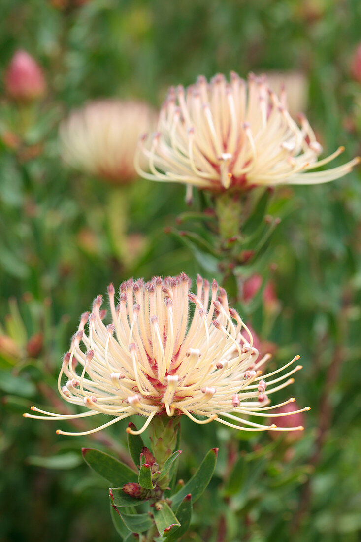 Firewheel pincushion protea (Leucospermum tottum)