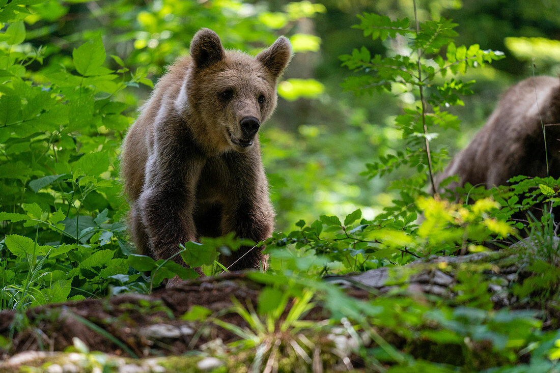 European brown bears, Slovenia