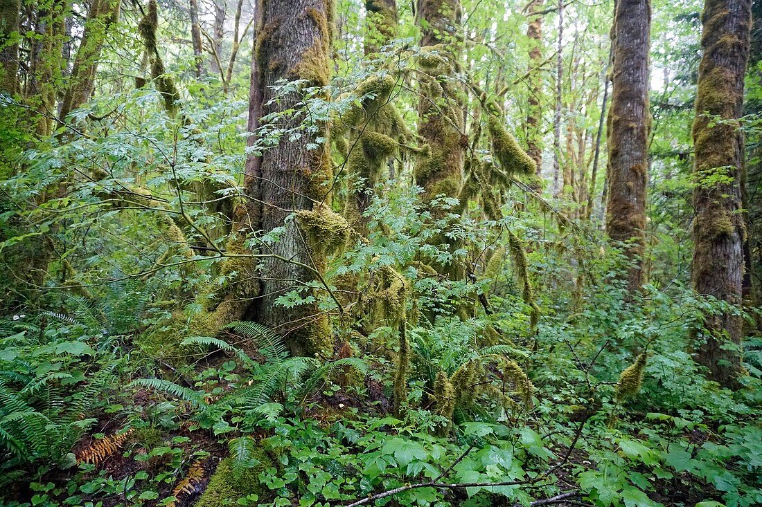 Great Bear Rainforest, British Columbia, Canada