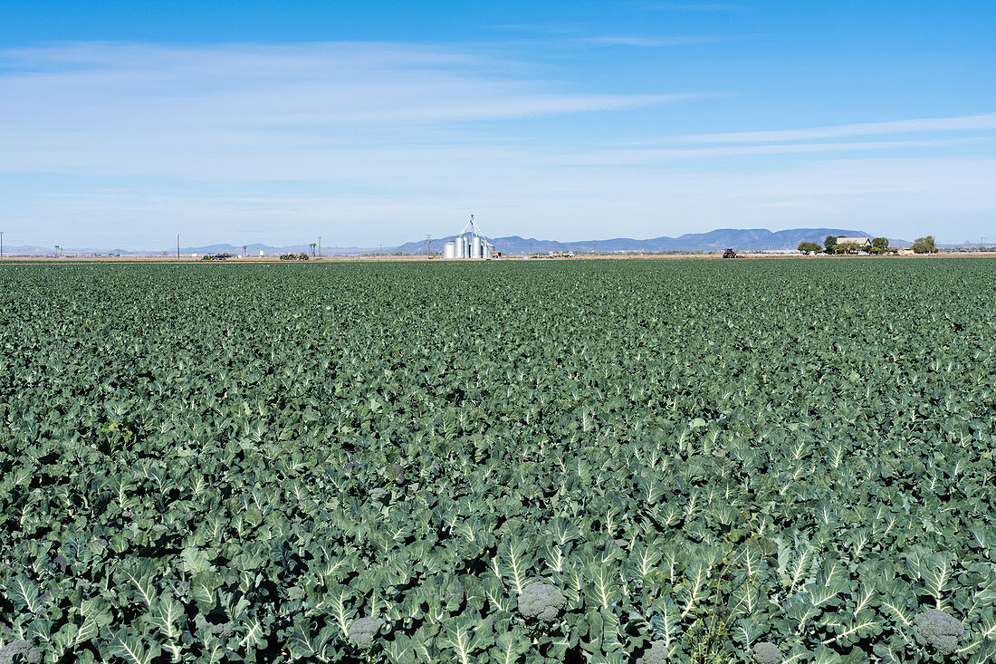 Broccoli farm, Arizona, USA