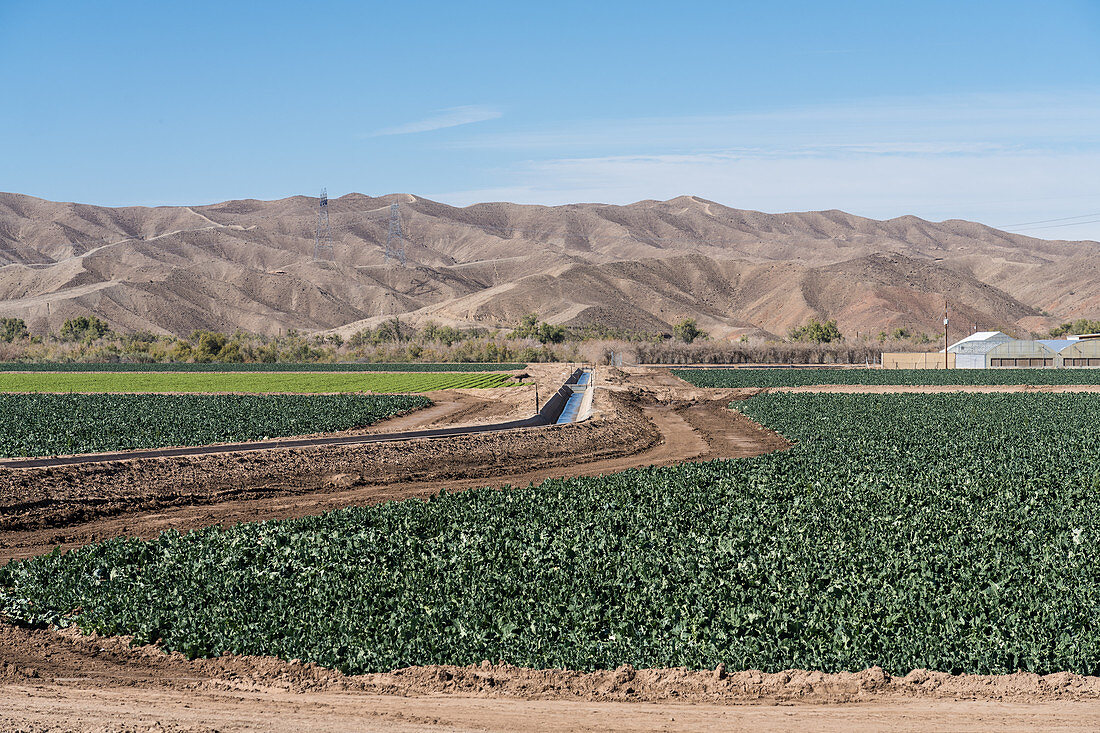 Canal irrigating a leaf lettuce farm, Arizona, USA