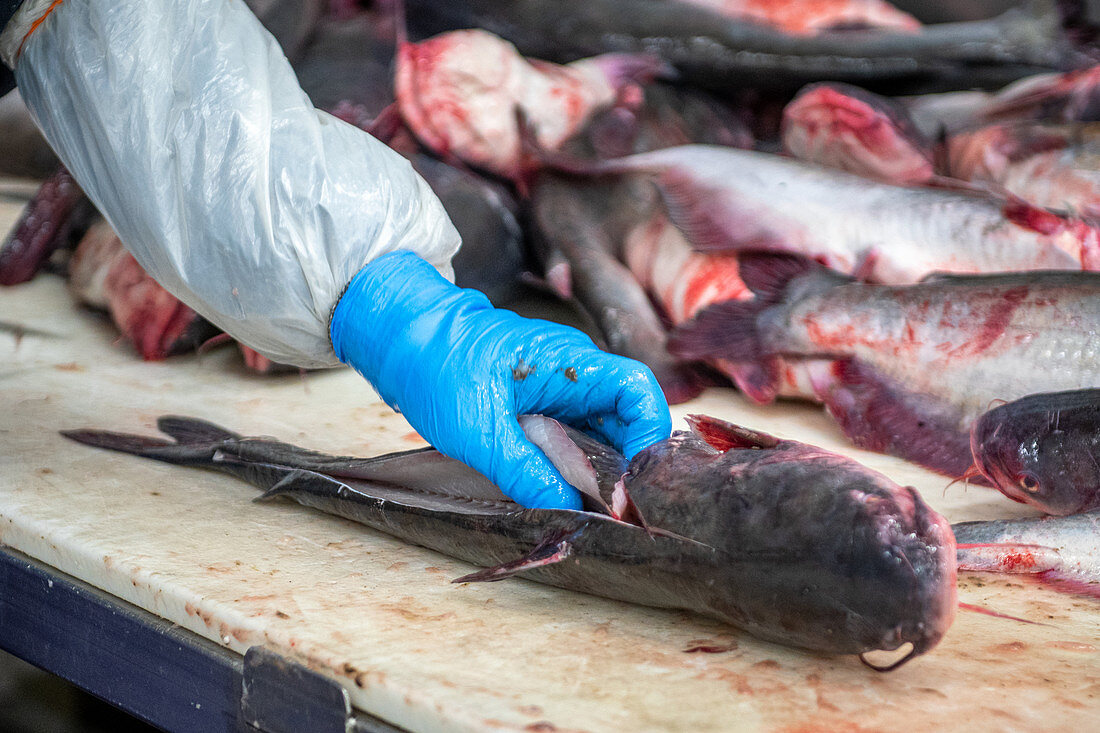Worker cutting pieces of catfish