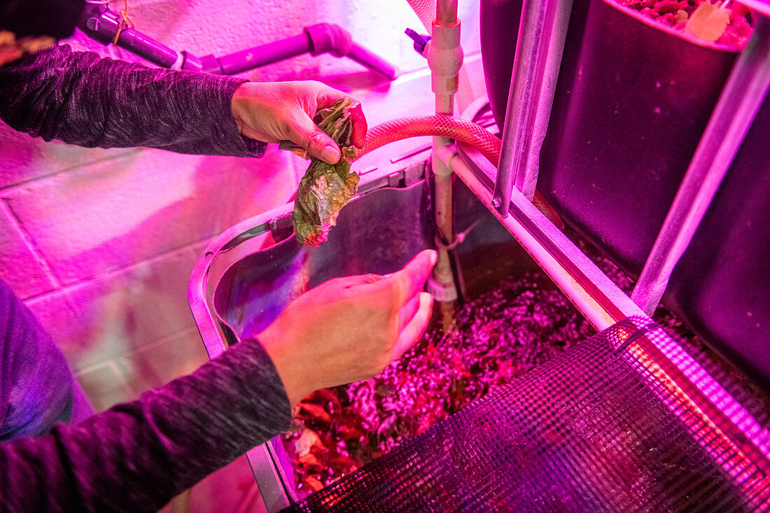 Professor feeding lettuce to fish in an aquaponics system