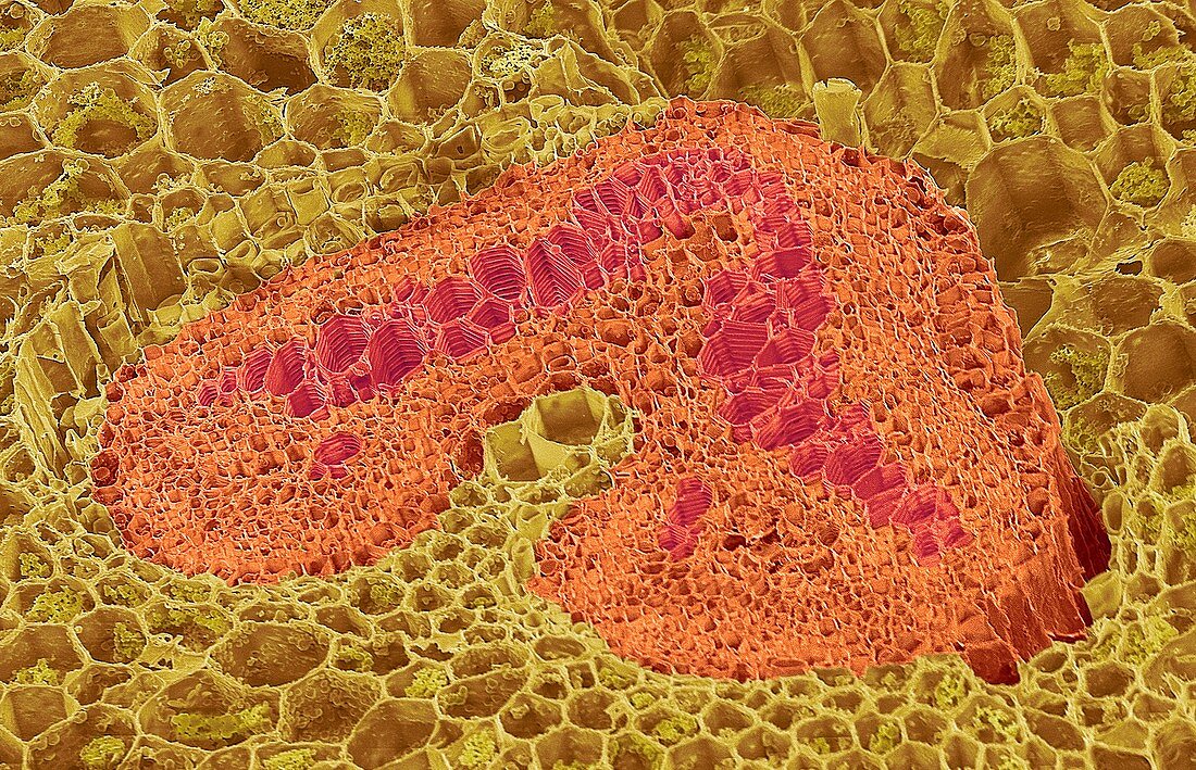 Dicotyledon vascular bundle, SEM