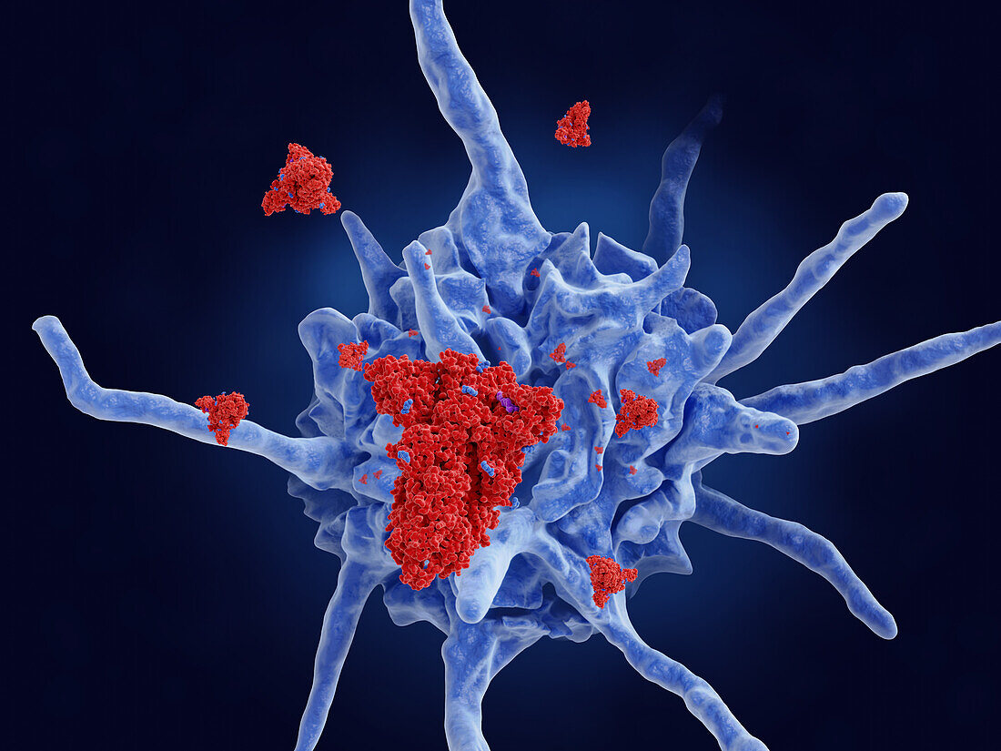 Dendritic cell processing Covid-19 protein, illustration