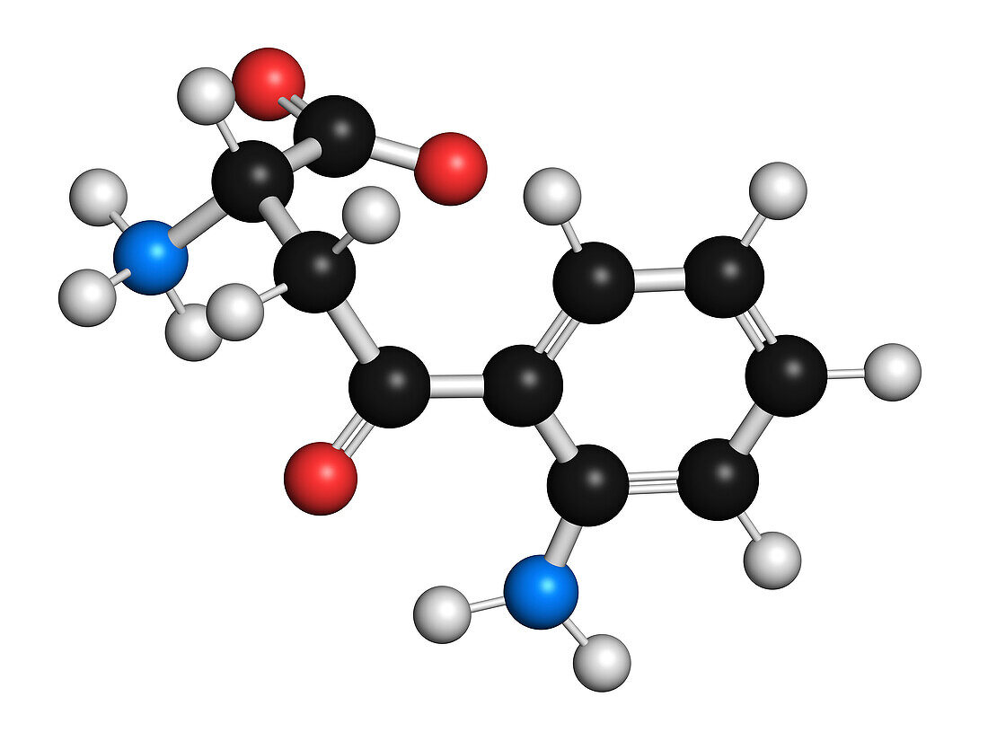 Kynurenine molecule, illustration