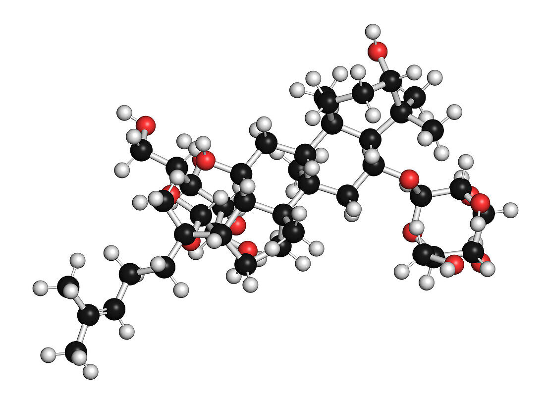 Ginsenoside Rg1 ginseng molecule, illustration