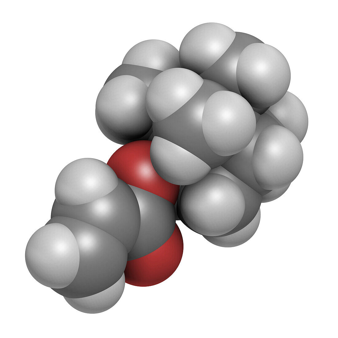 Isobornyl acrylate molecule, illustration