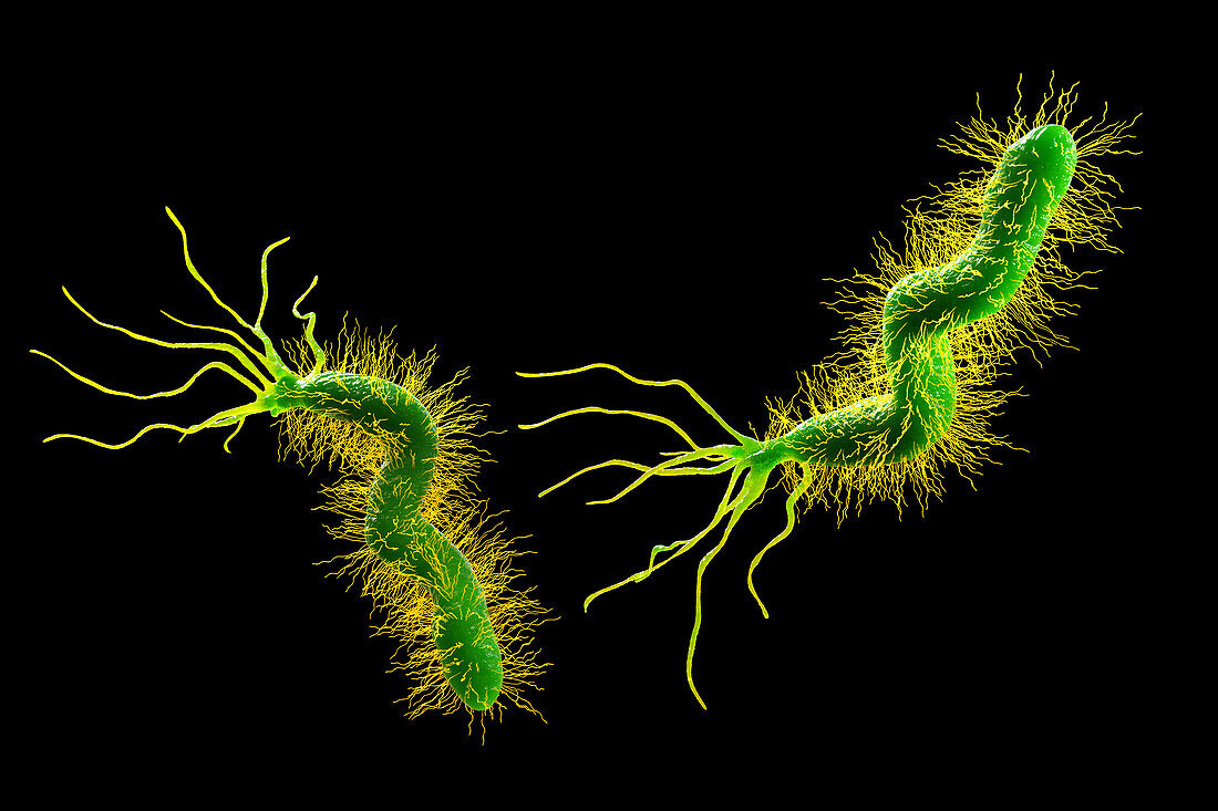 Helicobacter pylori bacterium, illustration