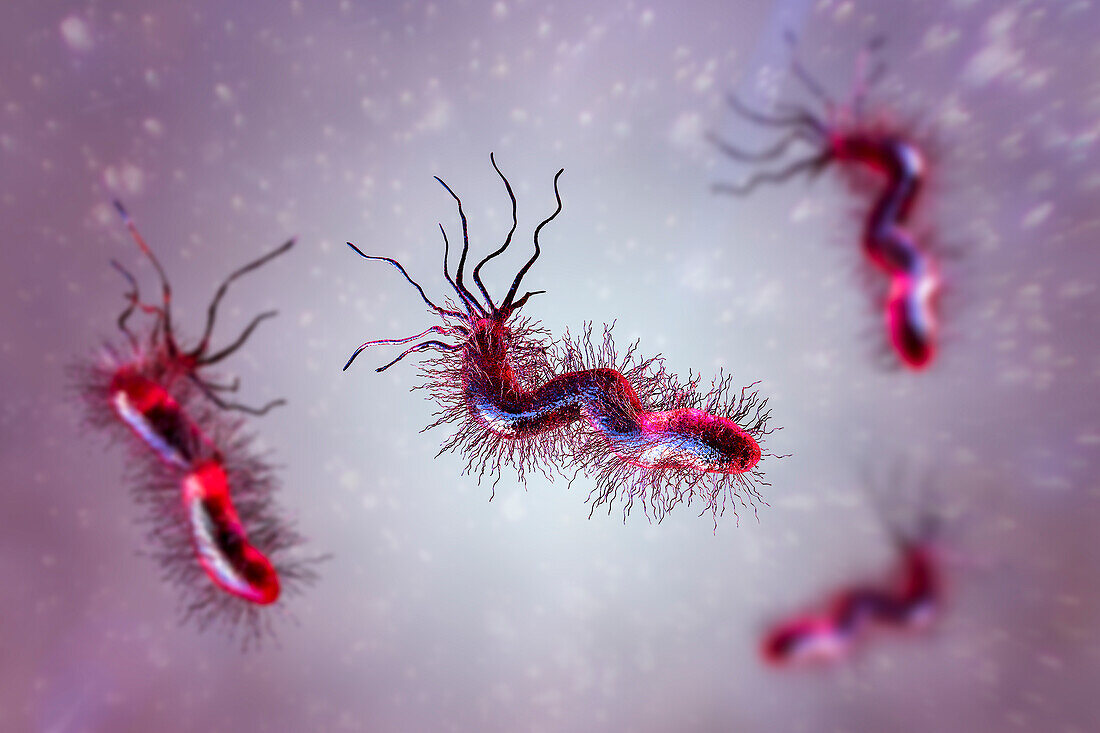 Helicobacter pylori bacterium, illustration