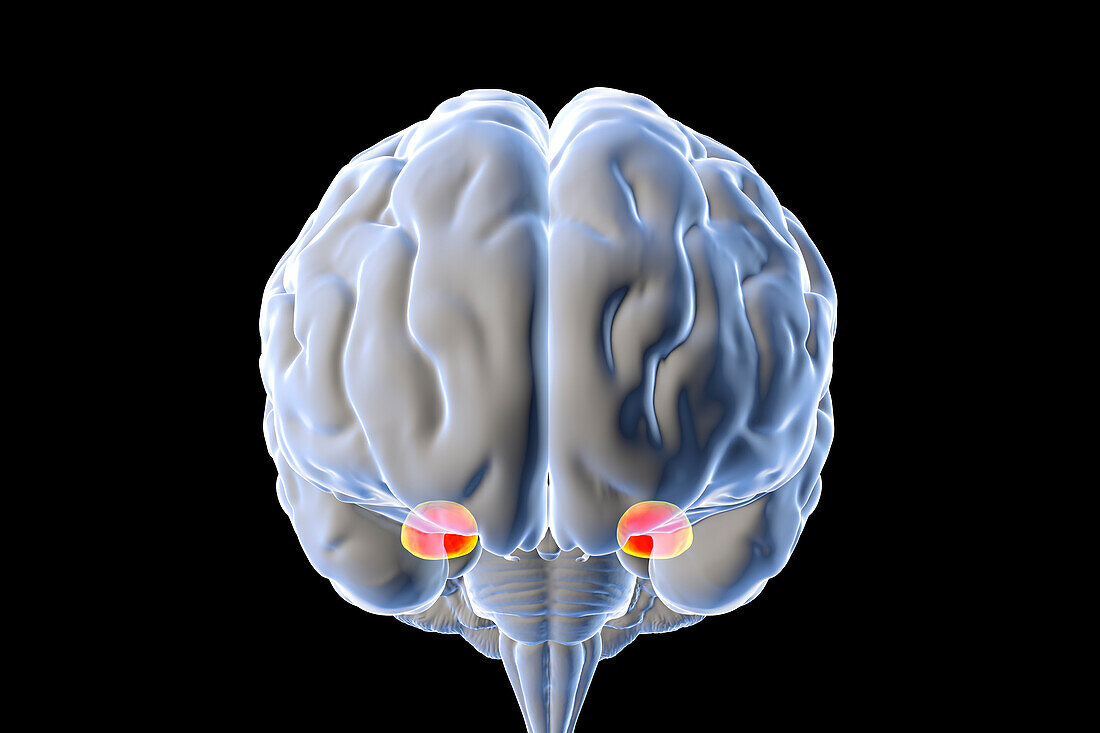 Amygdala of the brain, illustration