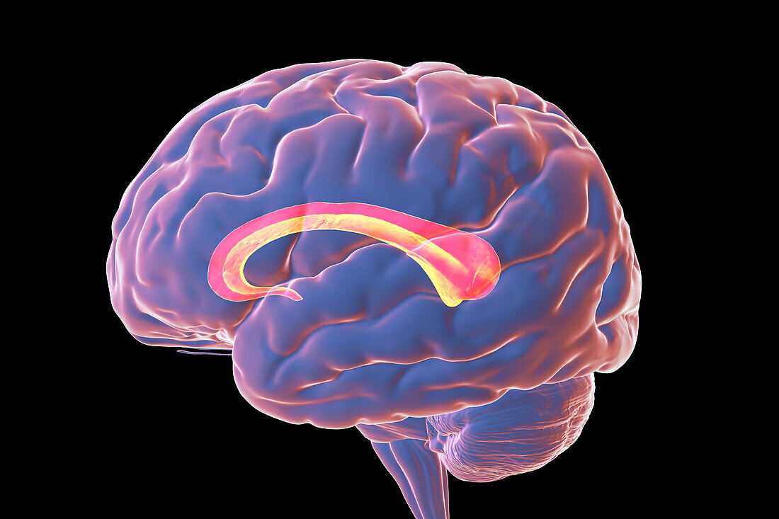 Human brain with highlighted Corpus callosum, illustration