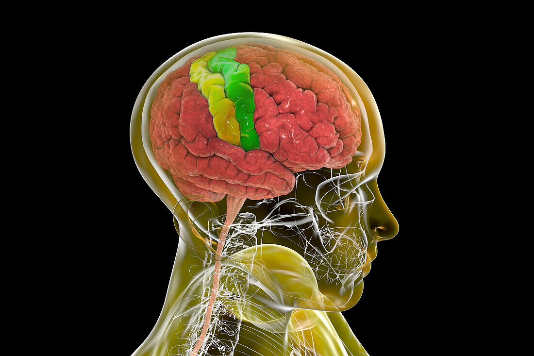 Precentral and postcentral gyri of the brain, illustration