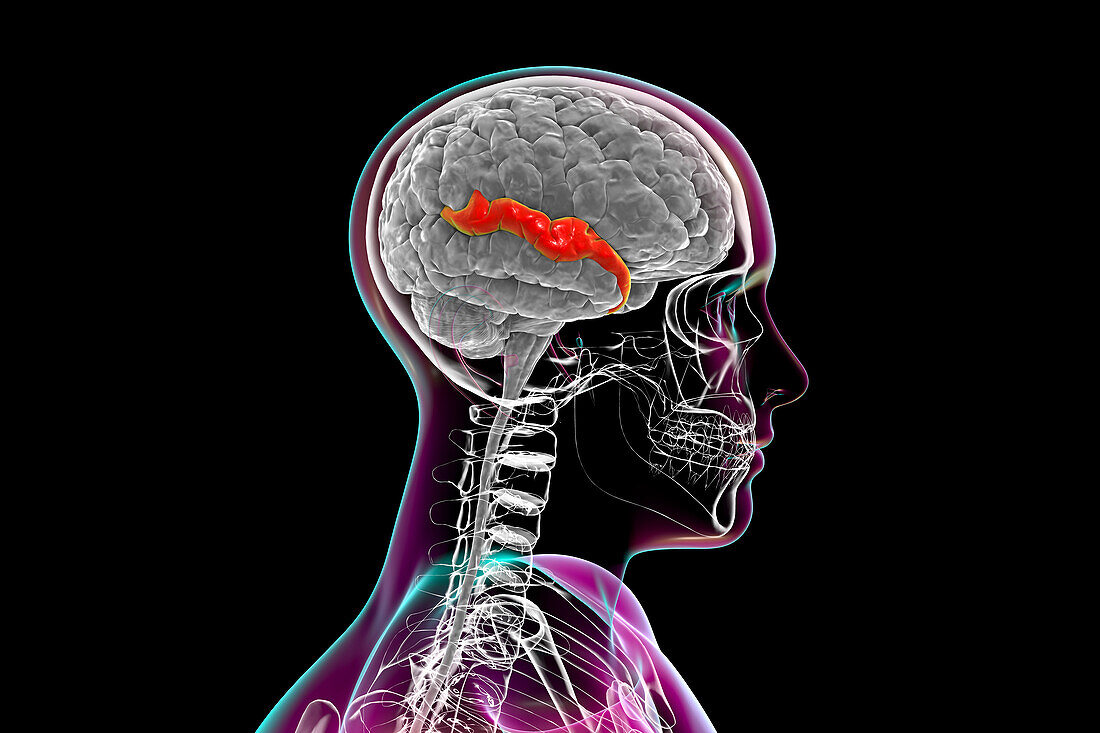 Brain with highlighted superior temporal gyrus, illustration