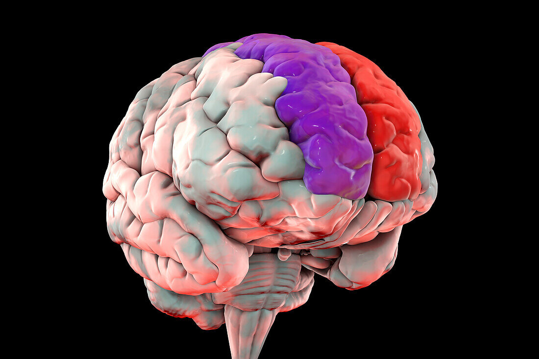 Brain with highlighted superior frontal gyri, illustration