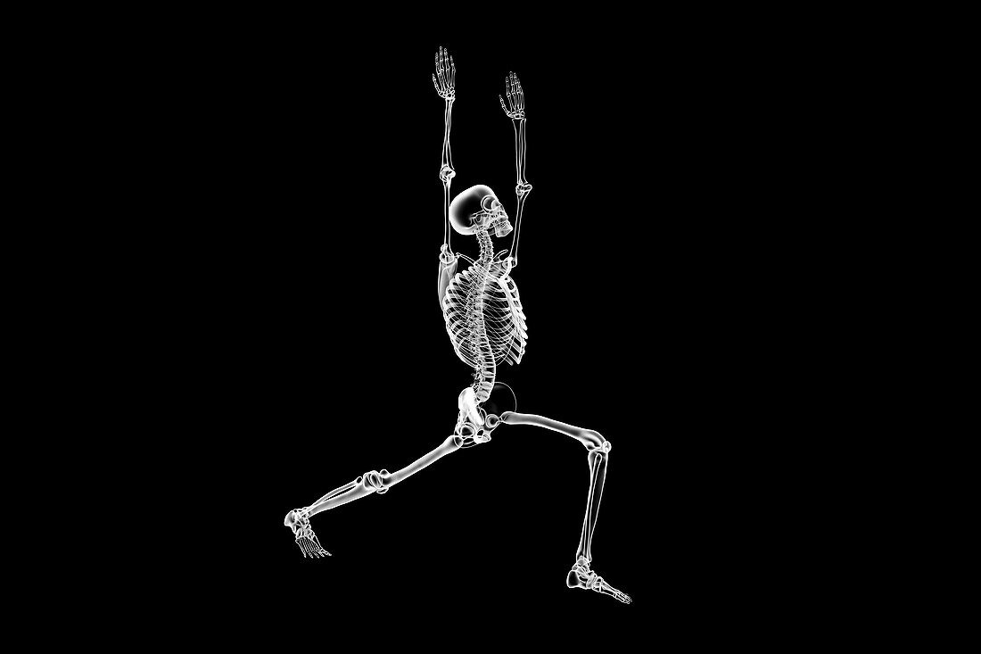 Skeleton in warrior 1 yoga pose, illustration