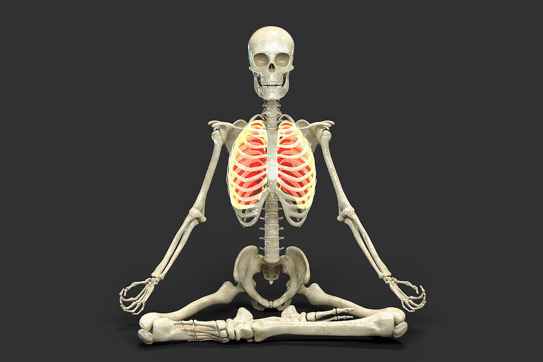 Skeleton in lotus yoga pose, illustration