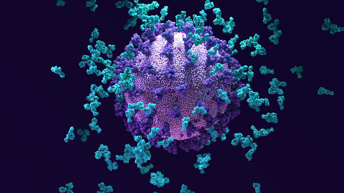 Antibodies and coronavirus particle, illustration