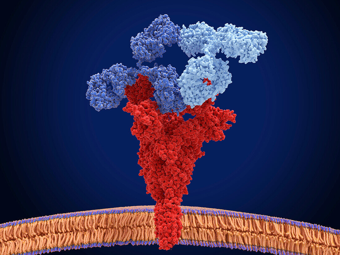 Antibody cocktail binding to coronavirus, illustration