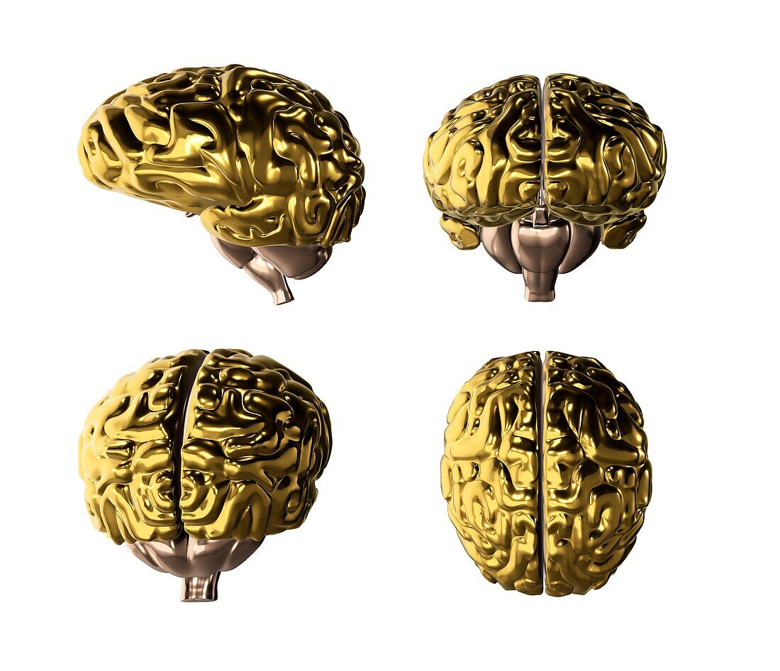 Human brain, illustration