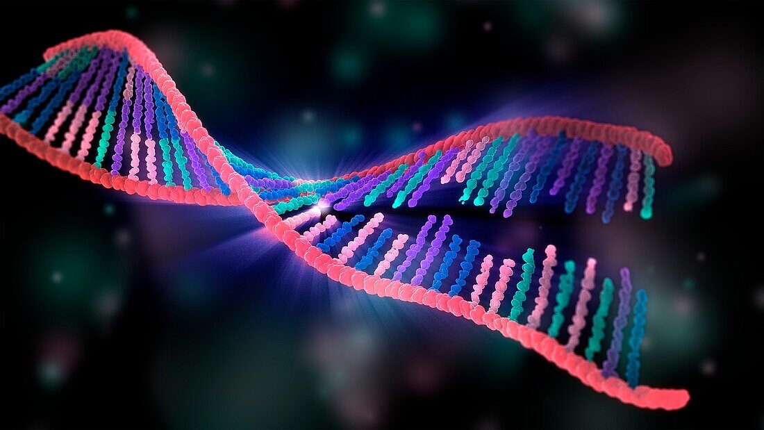 DNA binding process, illustration