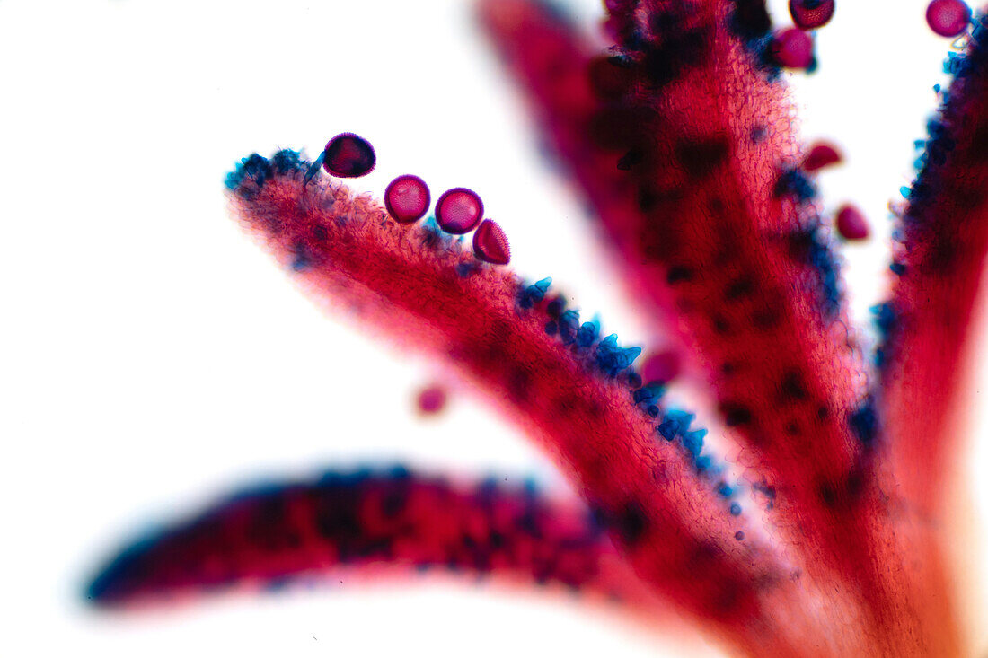 Pollen on flower stigma, light micrograph