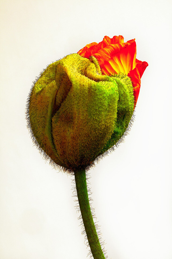 Opening poppy bud