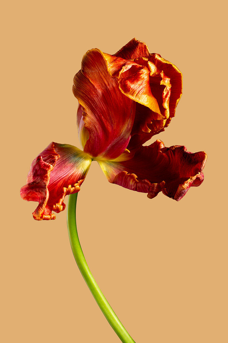 Parrot tulip